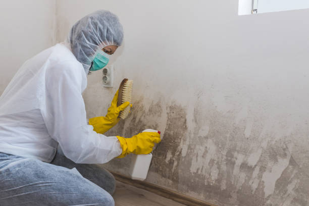 Best DIY Mold Remediation Support Services in Pelican Rapids, MN