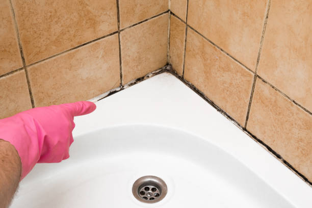 Best White Mold Remediation in Pelican Rapids, MN